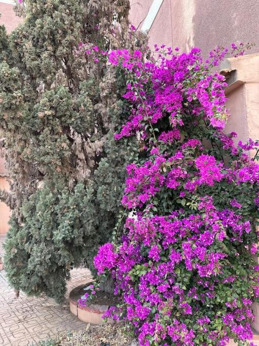 Sol De Mar, La Mata Lejlighed La Mata  Eksteriør billede